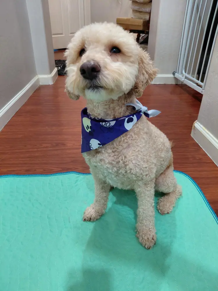 Rhett, an adult male Miniature Poodle available for adoption
