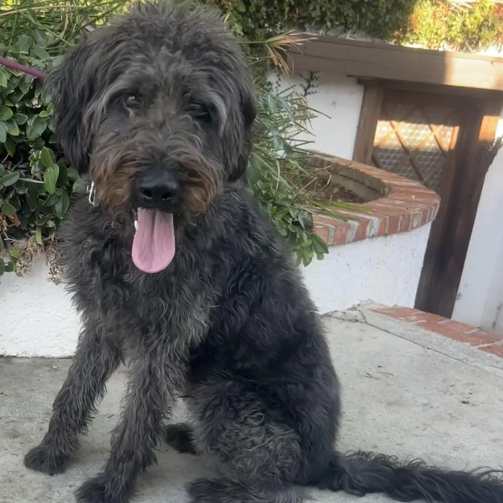 Riley, an adult male Labradoodle available for adoption