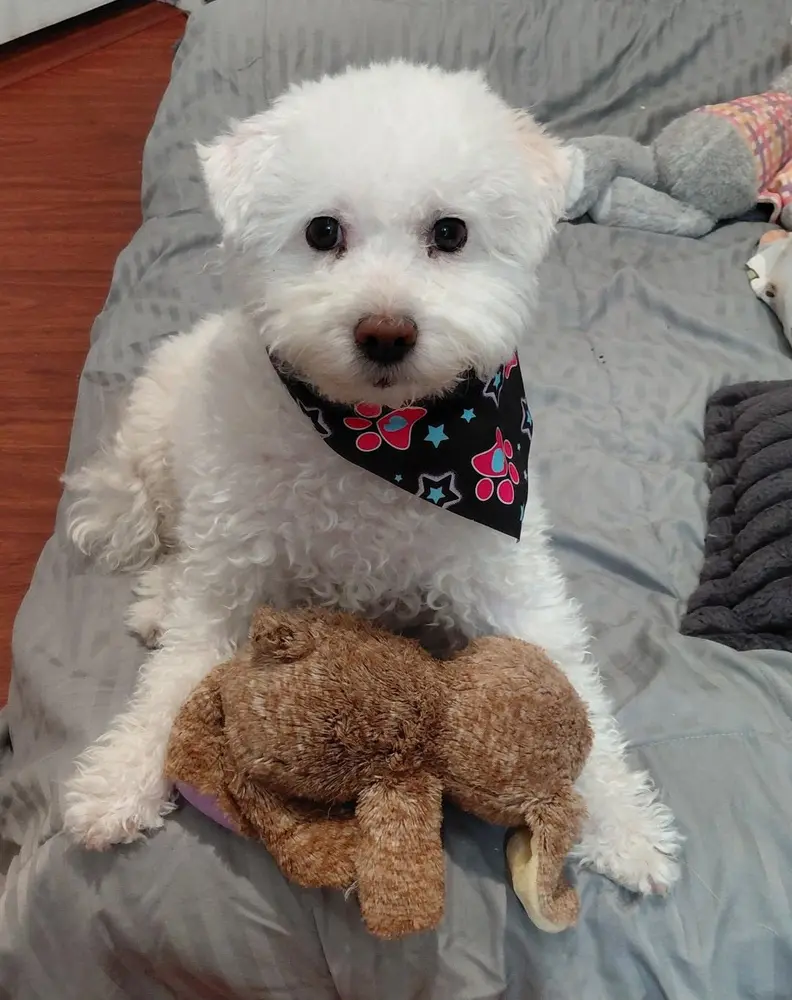 Scarlett, an adult female Bichon Frise available for adoption
