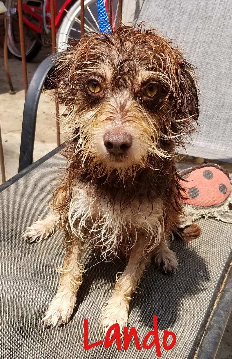A soaking wet terrier mid-bath after being pulled
