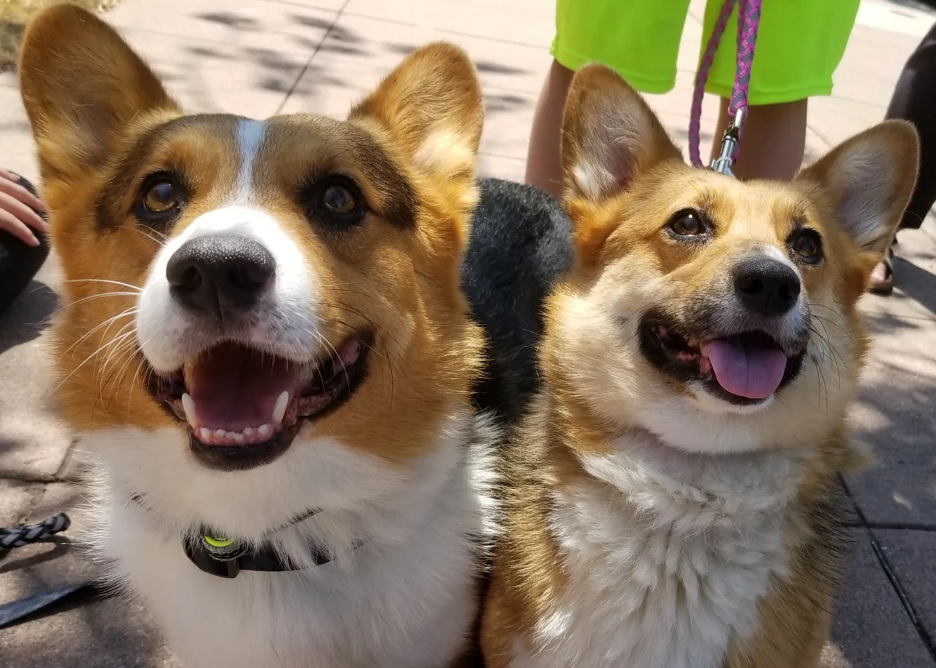 Two corgis grinning side by side