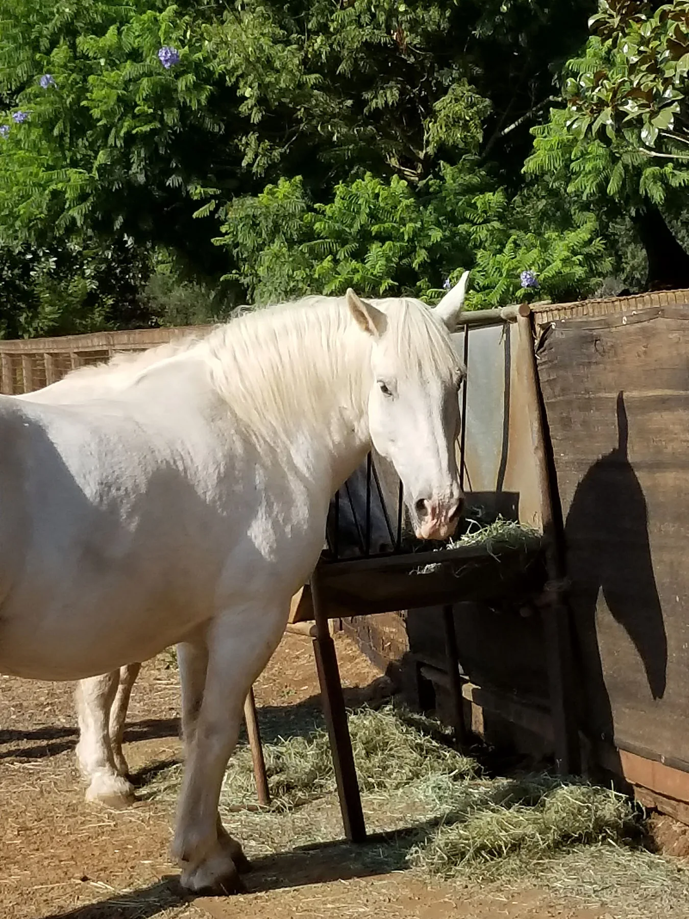 A rescued white horse standing in a yard