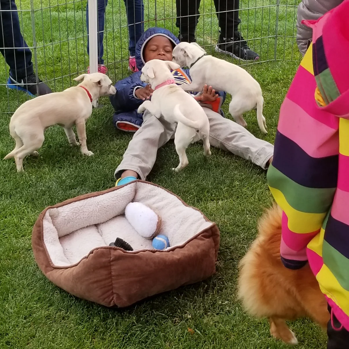 Children sitting with a litter of puppies on the grass