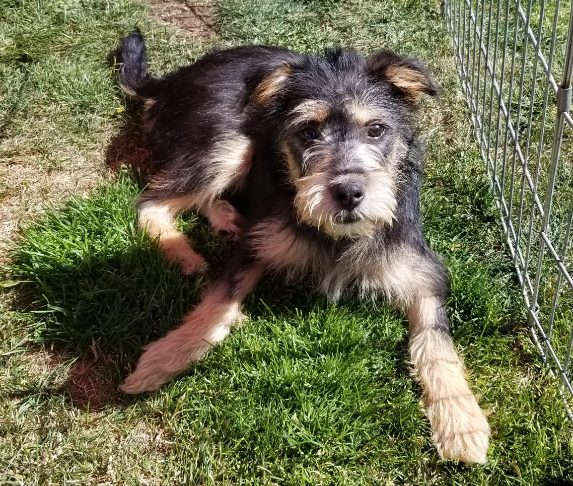 A scruffy rescue dog running across a lawn