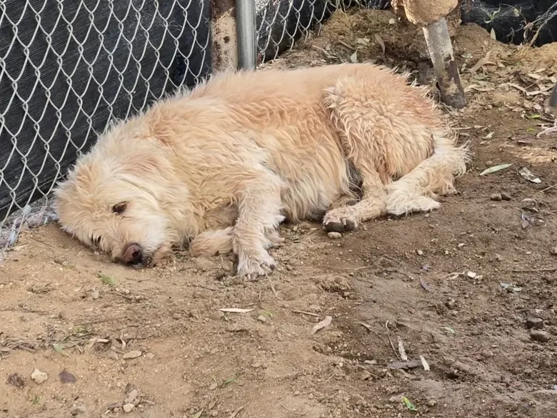 A cream-coated dog curled up on bare dirt against a chain-link fence
