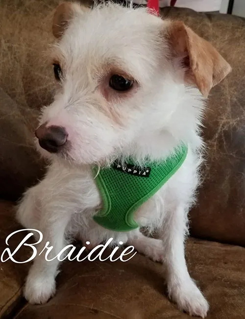Braidie, a small white terrier in a green harness