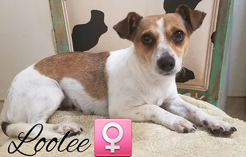 Carolee, a white and tan terrier lying on a chair