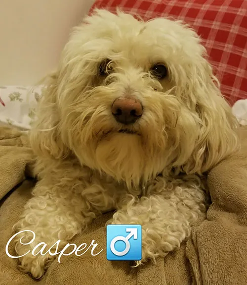 Casper, a cream-coloured fluffy dog curled up