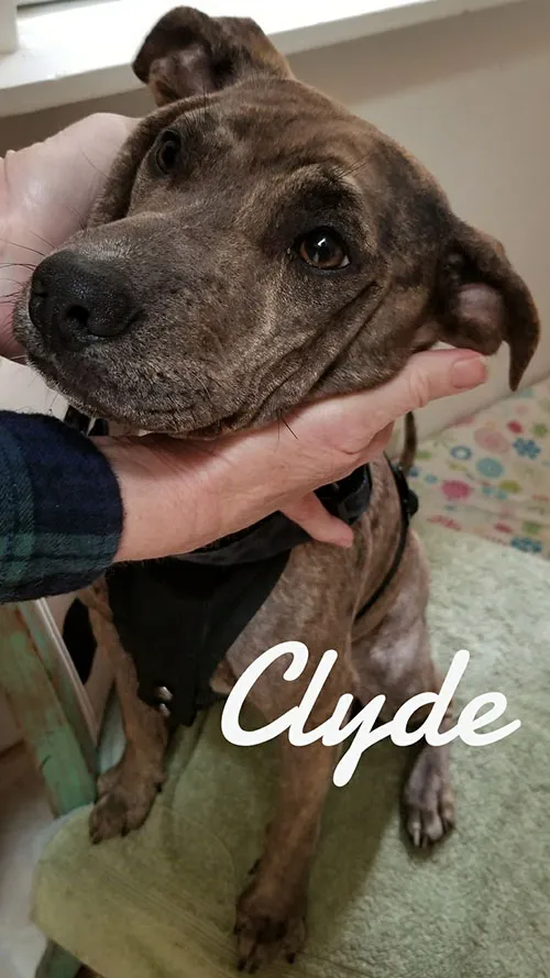 Clyde, a grey dog resting his chin on a hand