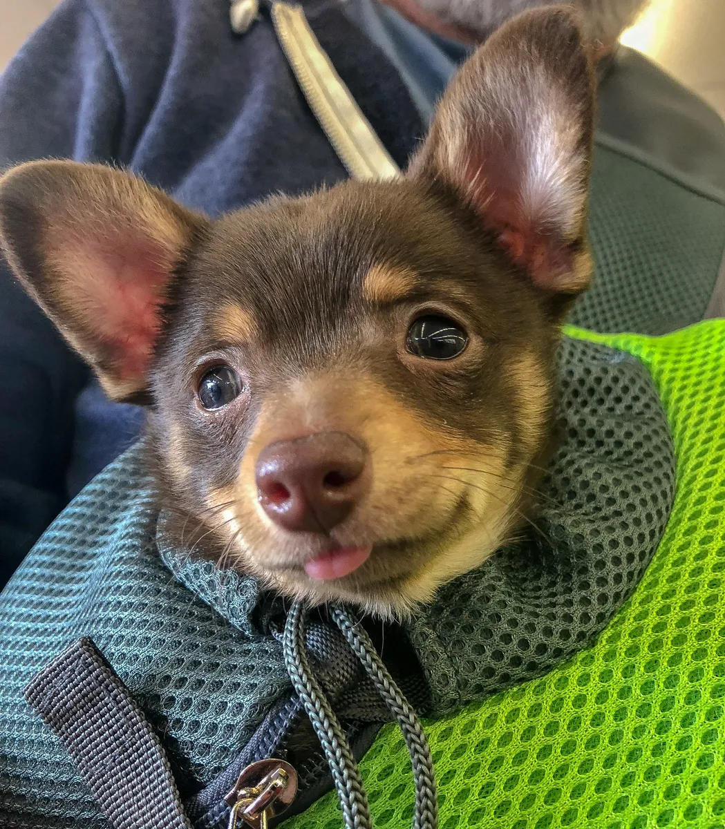 A tiny chihuahua carried in a green sling