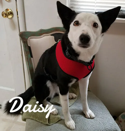 Daisy, a black and white dog in a red collar