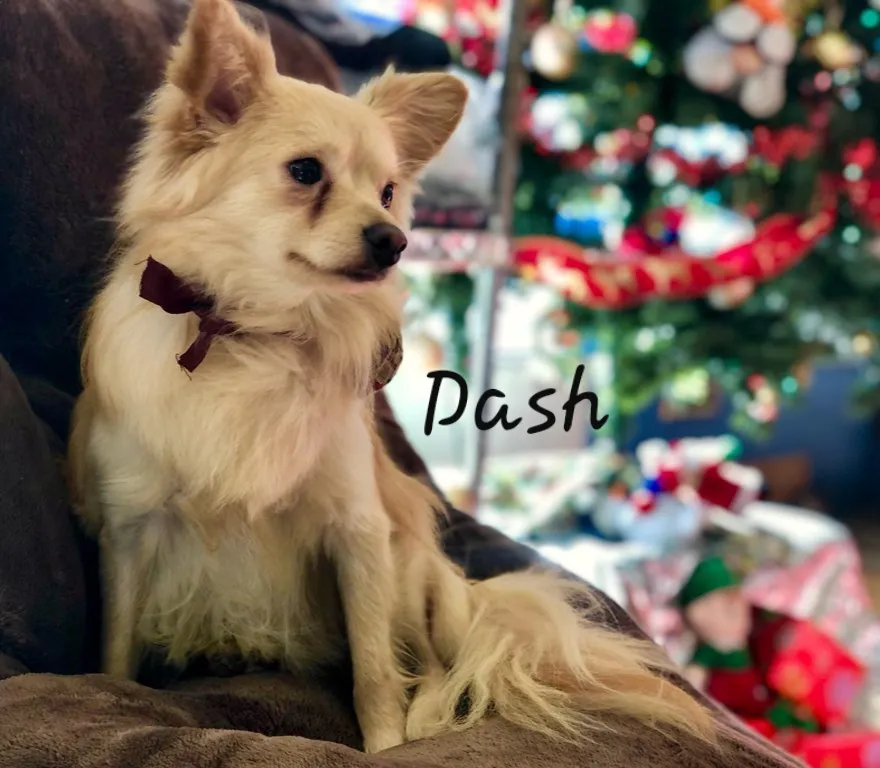 Dash, a long-haired tan dog beside a Christmas tree