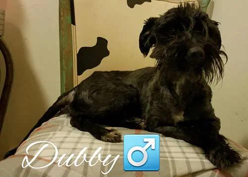 Dubby, a dark wiry-coated dog on a cushion