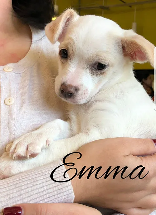 Emma, a white puppy held in someone's arms