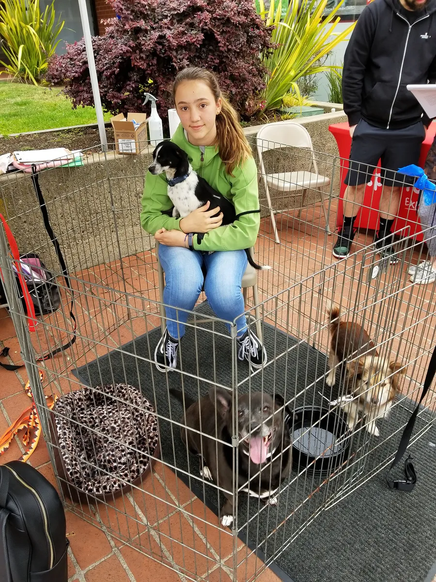 A volunteer with puppies in a pen at an adoption day