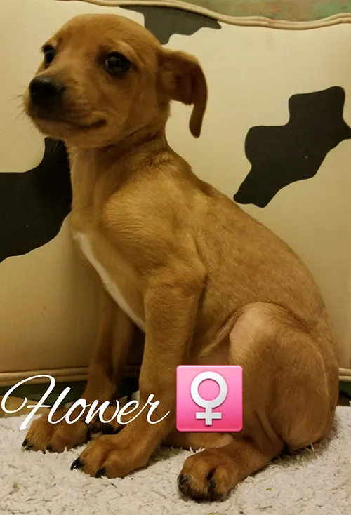 Flower, a tan puppy sitting against a wall