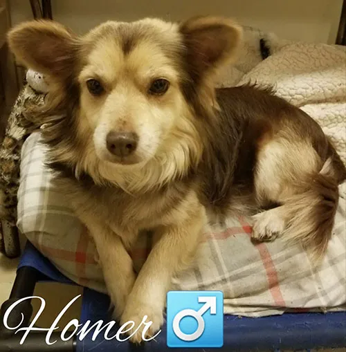 Homer, a golden scruffy dog resting on a blanket