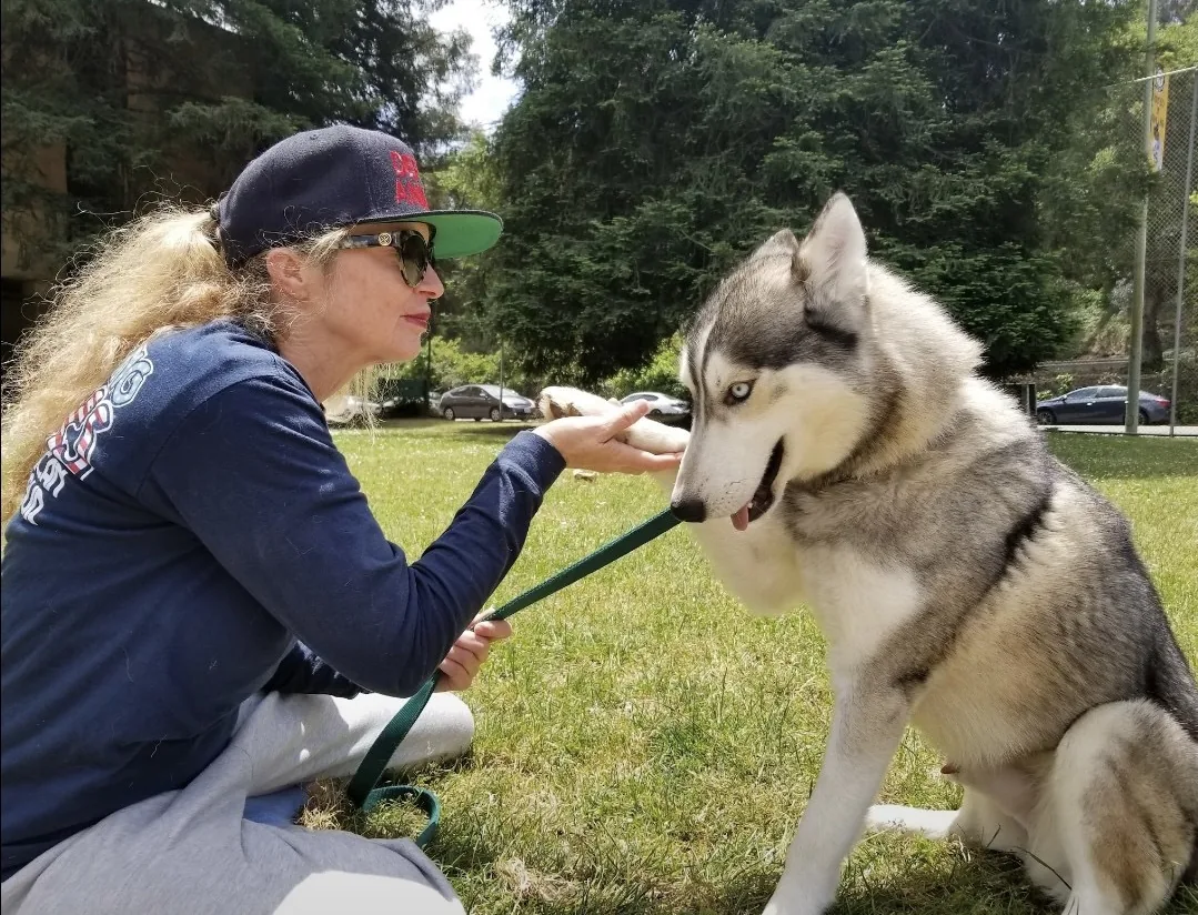 A volunteer sitting on the grass, offering a hand to a blue-eyed husky