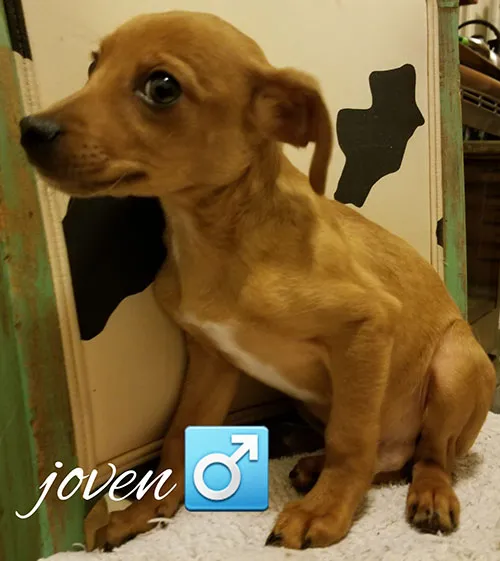 Joven, a young tan dog looking off to one side