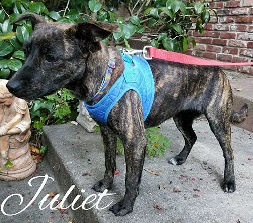 Juliet, a brindle dog in a blue harness