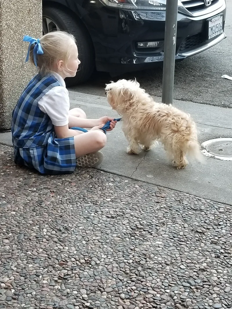 A toddler meeting a small white dog on the pavement