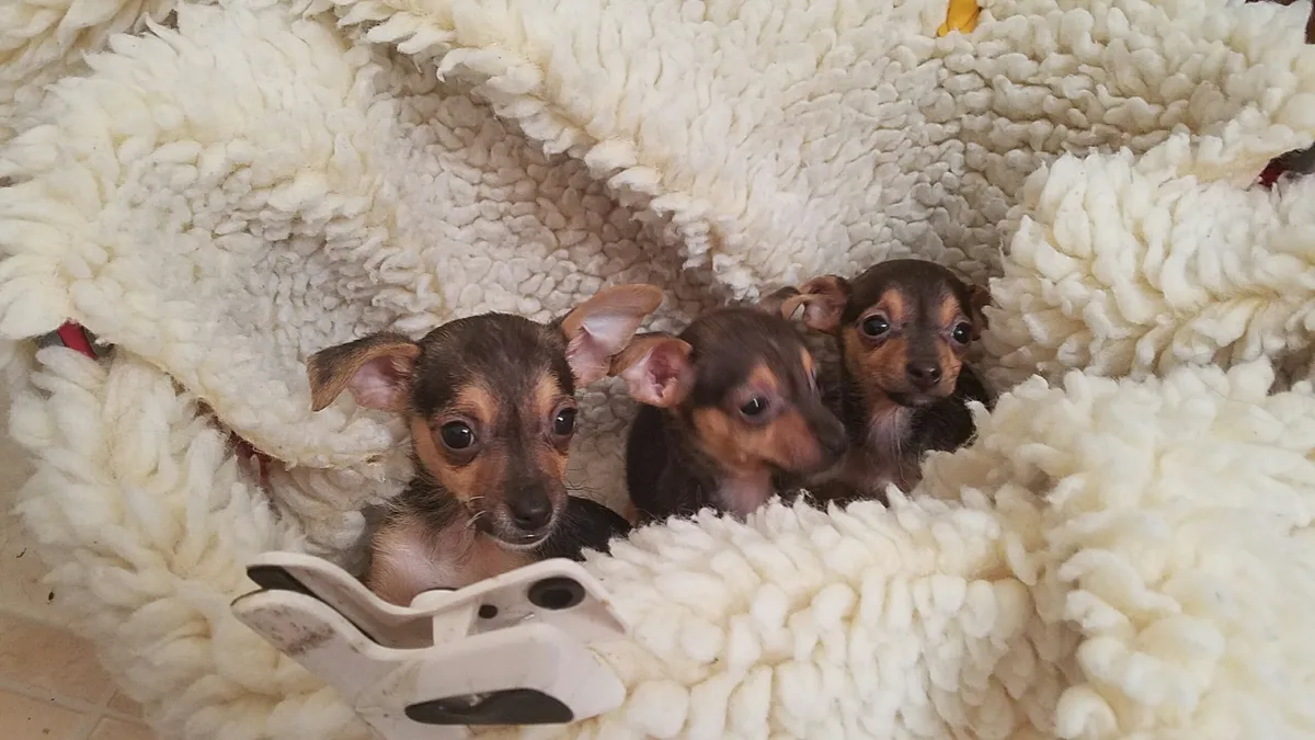 A litter of newborn puppies asleep in a blanket
