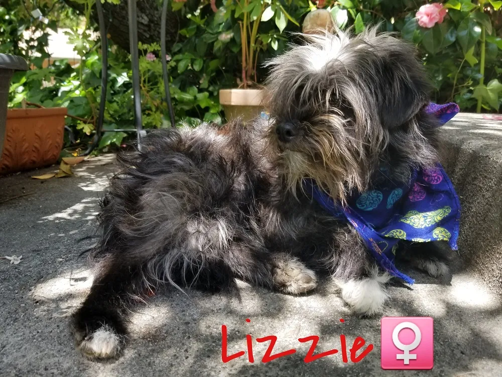 Lizzie, a shaggy black and grey dog outdoors