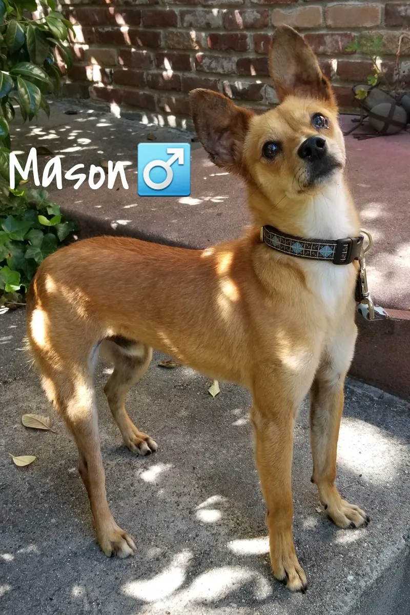Mason, a short-haired tan dog standing on a patio