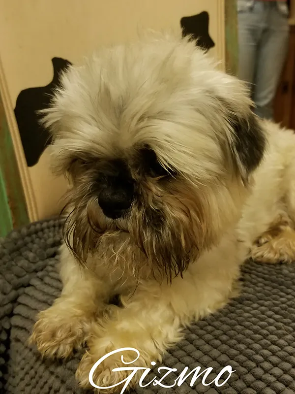 Pennie, a pale short-haired dog sitting indoors