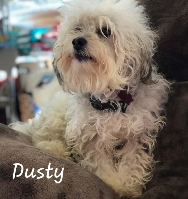 Dusty, a wiry cream-coloured terrier