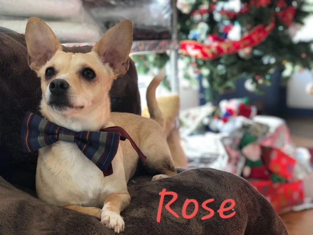Rose, a tan chihuahua mix in a bow tie
