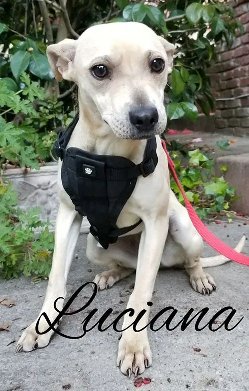 Sammy, a white and tan dog sitting in a harness
