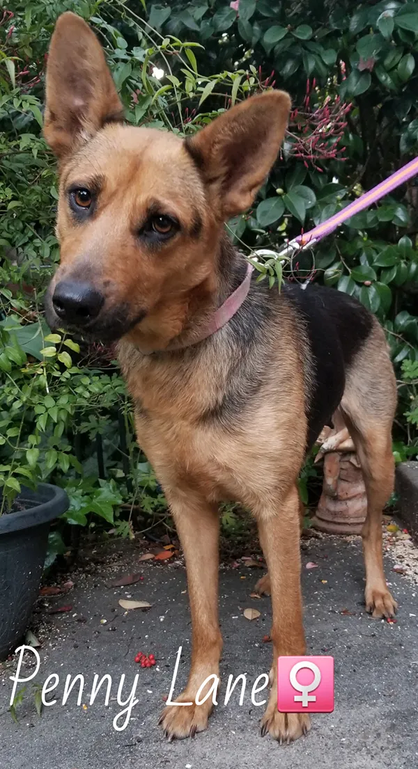 A German Shepherd on a pink lead in the garden