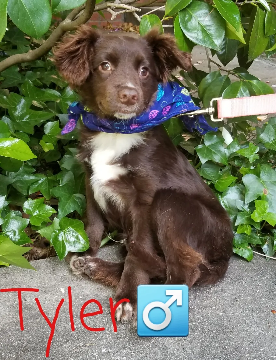 Tyler, a brown and white dog wearing a bandana