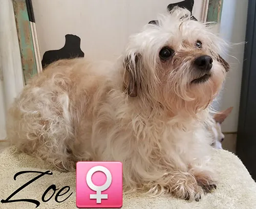 Zoe, a shaggy cream terrier lying down